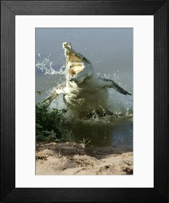 Framed Print : Orinoco Crocodile - Female jumping out of the water to protect nest situated on riverbank. Ilanos Venezuela Framed Print : Orinoco Crocodile - Female jumping out of the water to protect nest situated on riverbank. Ilanos Venezuela