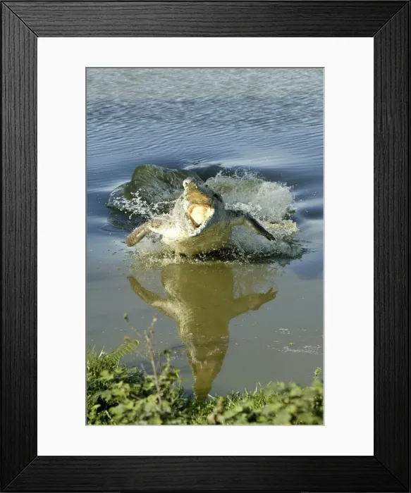 Framed Print : Orinoco Crocodile - Female jumping out of the water to protect nest situated on riverbank. Ilanos Venezuela Framed Print : Orinoco Crocodile - Female jumping out of the water to protect nest situated on riverbank. Ilanos Venezuela
