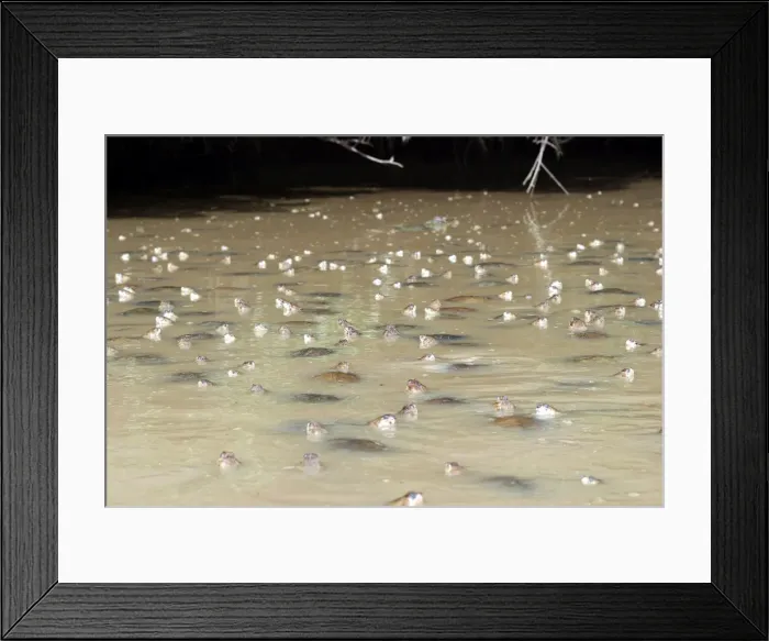 Framed Print : Savannah Side-necked Turtle - mass in water. Ilanos Venezuela Framed Print : Savannah Side-necked Turtle - mass in water. Ilanos Venezuela