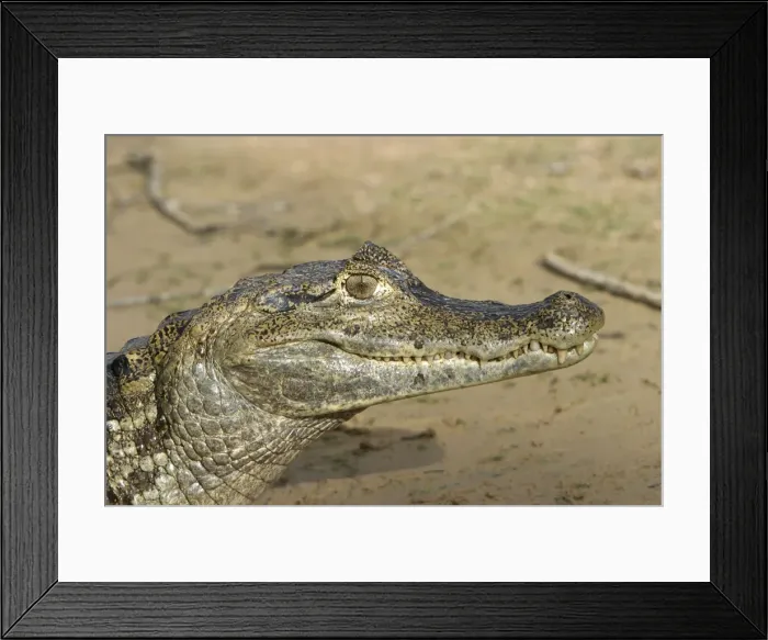 Framed Print : Spectacled Caiman. Ilanos Venezuela Framed Print : Spectacled Caiman. Ilanos Venezuela