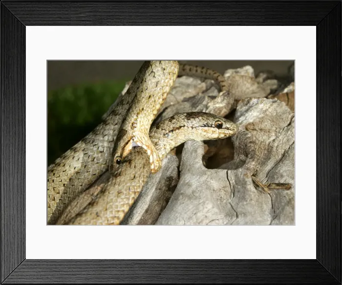 Framed Print : Smooth Snake - two mating Framed Print : Smooth Snake - two mating