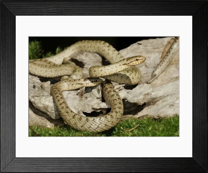 Framed Print : Smooth Snake - pair mating Framed Print : Smooth Snake - pair mating