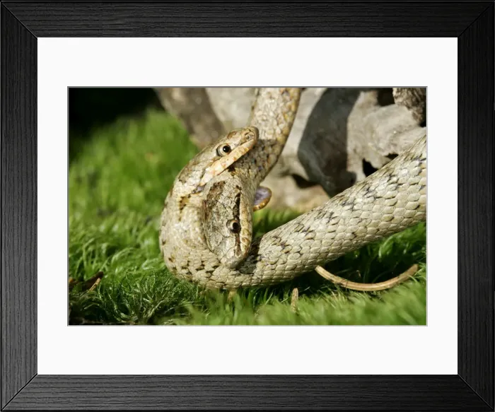 Framed Print : Smooth Snake - mating Framed Print : Smooth Snake - mating
