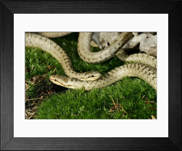 Framed Print : Smooth Snake - pair mating. Alsace France Framed Print : Smooth Snake - pair mating. Alsace France