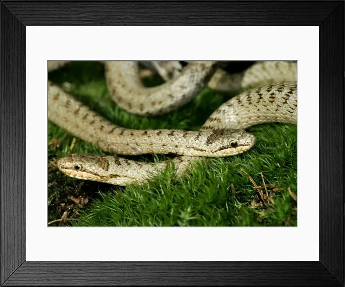 Framed Print : Smooth Snake - pair mating. Alsace France Framed Print : Smooth Snake - pair mating. Alsace France