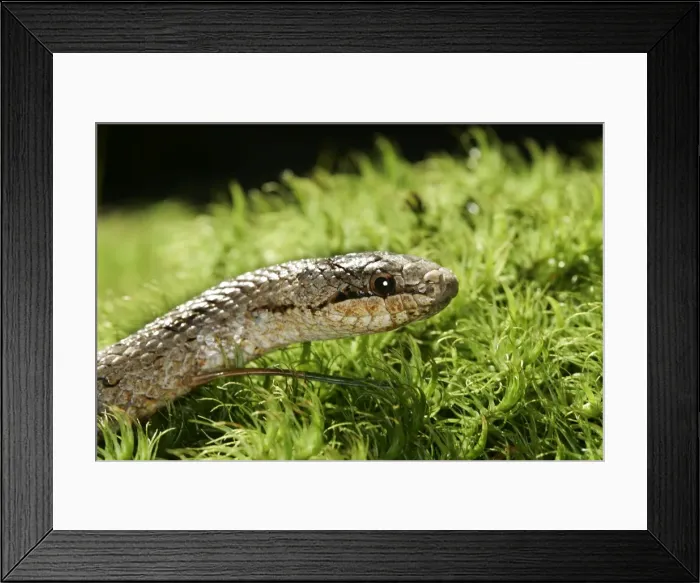 Framed Print : Smooth Snake. Alsace France Framed Print : Smooth Snake. Alsace France