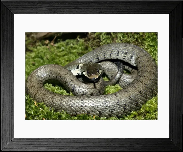 Framed Print : Grass / Ringed snake. Alsace France Framed Print : Grass / Ringed snake. Alsace France