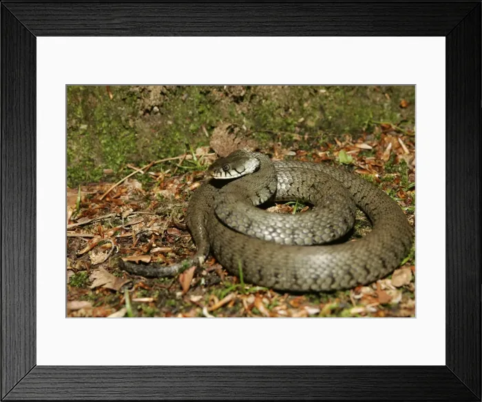 Framed Print : Grass / Ringed snake. Alsace France Framed Print : Grass / Ringed snake. Alsace France