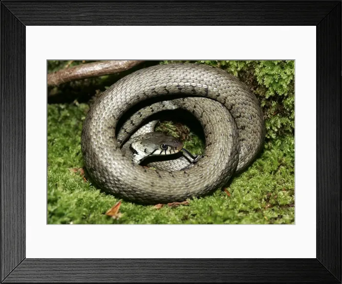 Framed Print : Grass / Ringed snake. Alsace France Framed Print : Grass / Ringed snake. Alsace France