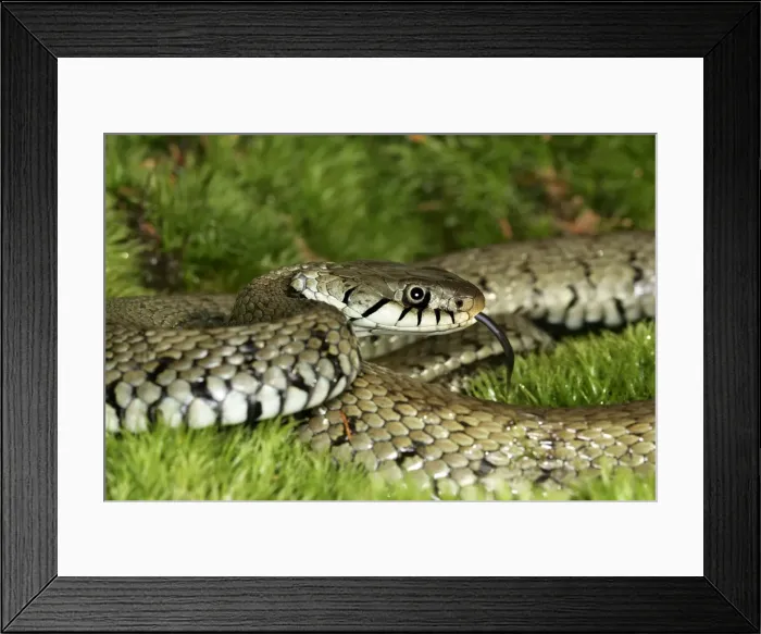 Framed Print : Grass / Ringed snake. Alsace France Framed Print : Grass / Ringed snake. Alsace France