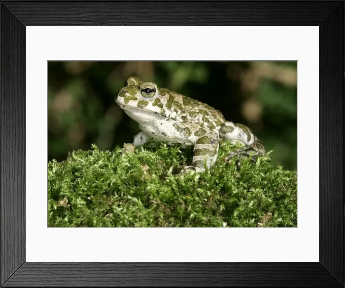 Framed Print : European Green Toad / Variable Toad Framed Print : European Green Toad / Variable Toad