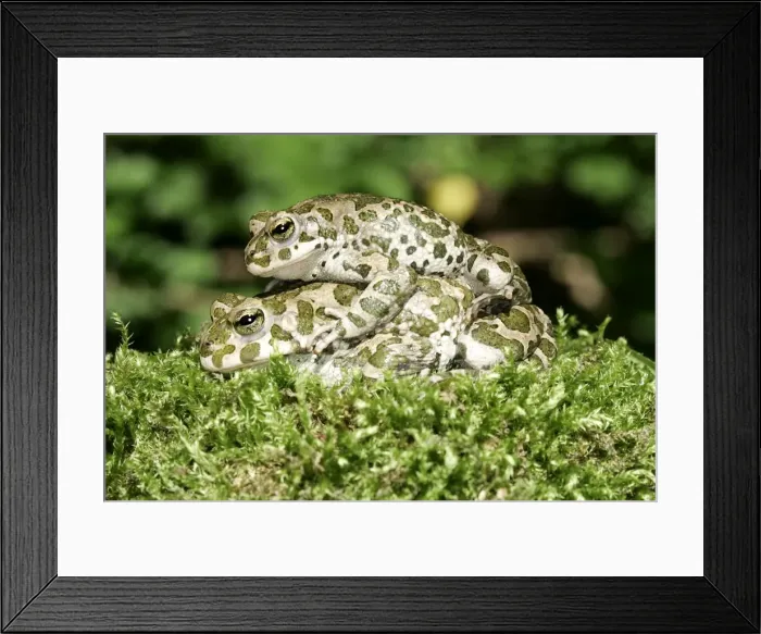 Framed Print : European Green Toad / Variable Toad - mating, male on top. Alsace, France Framed Print : European Green Toad / Variable Toad - mating, male on top. Alsace, France