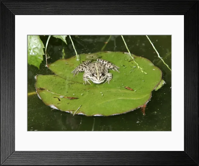 Framed Print : Edible Frog Framed Print : Edible Frog