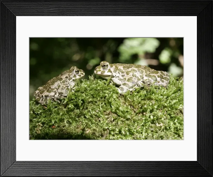 Framed Print : European Green Toad / Variable Toad. Alsace, France Framed Print : European Green Toad / Variable Toad. Alsace, France