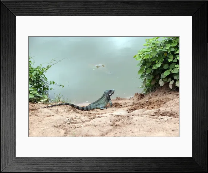 Framed Print : Common / Green Iguana & Orinoco Crocodile (crocodylus intermedius). Llanos Venuzuela Framed Print : Common / Green Iguana & Orinoco Crocodile (crocodylus intermedius). Llanos Venuzuela