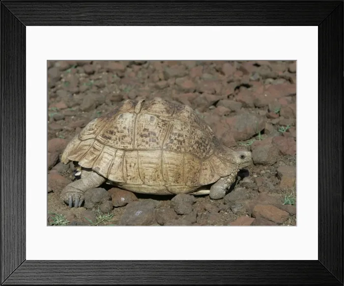 Framed Print : Leopard Tortoise. Bogoria - Kenya - Africa Framed Print : Leopard Tortoise. Bogoria - Kenya - Africa