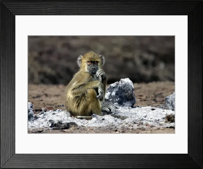 Framed Print : Yellow Baboon - sitting in ash of fire. South Langwa valley - Zambia - Africa Framed Print : Yellow Baboon - sitting in ash of fire. South Langwa valley - Zambia - Africa