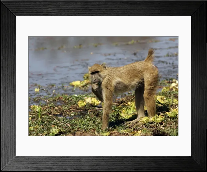 Framed Print : Yellow Baboon - eating. South Langwa valley - Zambia - Africa Framed Print : Yellow Baboon - eating. South Langwa valley - Zambia - Africa