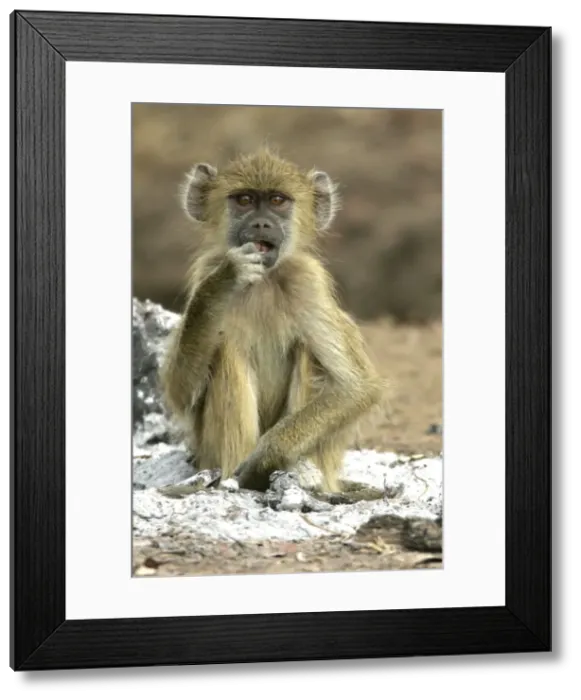 Framed Print : Yellow Baboon - sitting in ash of fire. South Langwa valley - Zambia - Africa Framed Print : Yellow Baboon - sitting in ash of fire. South Langwa valley - Zambia - Africa