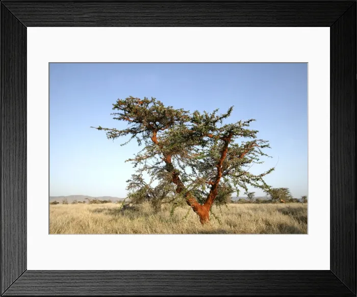 Framed Print : Acacia Tree. Kenya - Africa