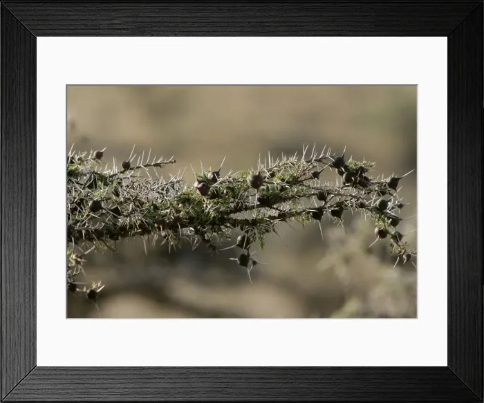 Framed Print : Acacia Tree - close-up. Kenya - Africa Framed Print : Acacia Tree - close-up. Kenya - Africa