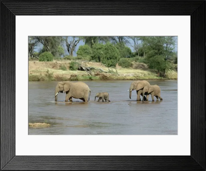 Framed Print : African Elephant - herd crossing water. Kenya - Africa Framed Print : African Elephant - herd crossing water. Kenya - Africa