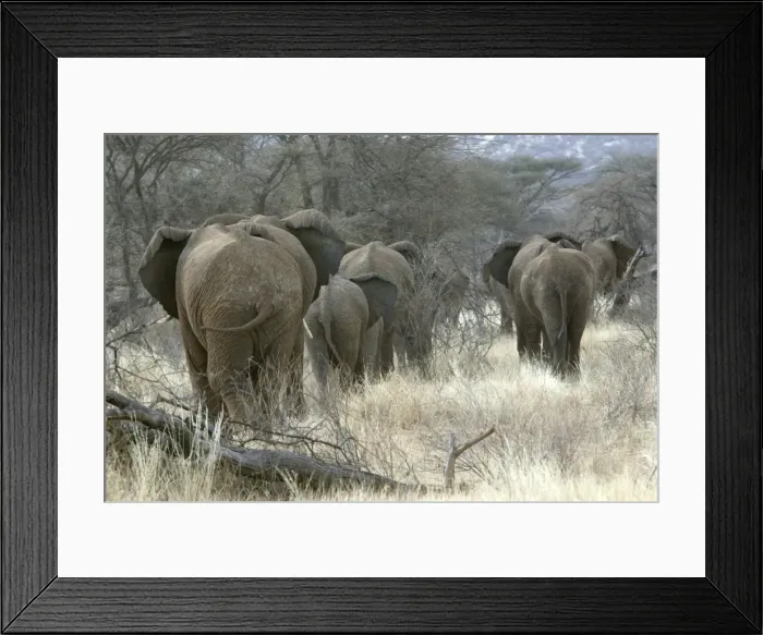 Framed Print : African Elephant - herd heading to woodland. Kenya - Africa Framed Print : African Elephant - herd heading to woodland. Kenya - Africa