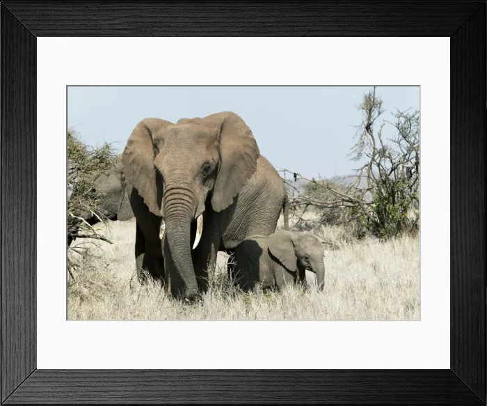 Framed Print : African Elephant - adult & calf. Kenya - Africa Framed Print : African Elephant - adult & calf. Kenya - Africa