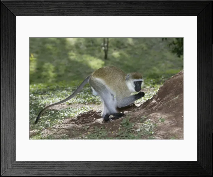Framed Print : Vervet Monkey. Maasai Mara National Park - Kenya - Africa Framed Print : Vervet Monkey. Maasai Mara National Park - Kenya - Africa