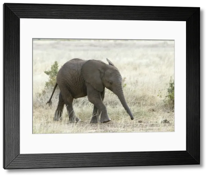 Framed Print : African Elephant - young. Kenya - Africa Framed Print : African Elephant - young. Kenya - Africa