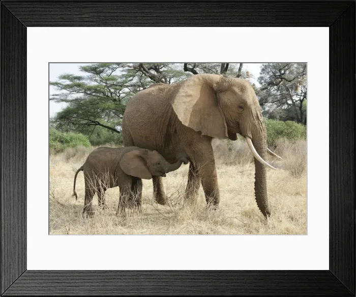 Framed Print : African Elephant - mother and baby. Kenya - Africa Framed Print : African Elephant - mother and baby. Kenya - Africa