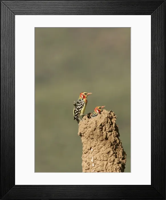 Framed Print : Red-and-Yellow Barbet - pair at nest built in termite mound. Kenya - Africa Framed Print : Red-and-Yellow Barbet - pair at nest built in termite mound. Kenya - Africa