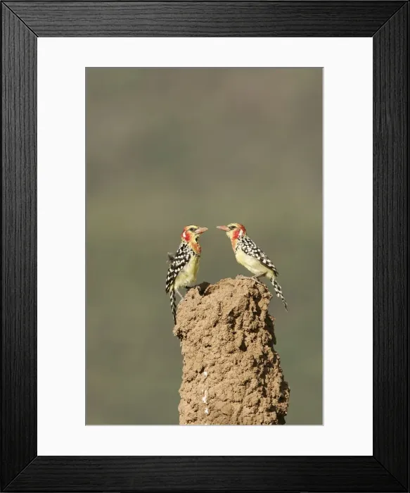 Framed Print : Red-and-Yellow Barbet - pair at nest built in termite mound chimney. Kenya - Africa Framed Print : Red-and-Yellow Barbet - pair at nest built in termite mound chimney. Kenya - Africa