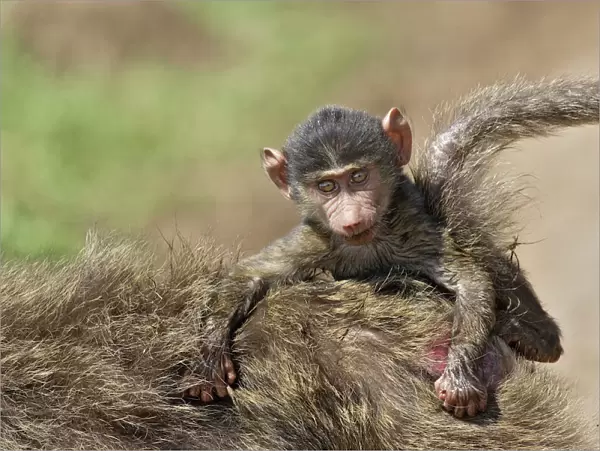 Olive Baboon - mother with young on back. Maasai Mara National Park - Kenya - Africa