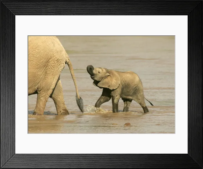 Framed Print : African Elephant - calf in water drinking. Samburu National Park - Kenya - Africa Framed Print : African Elephant - calf in water drinking. Samburu National Park - Kenya - Africa