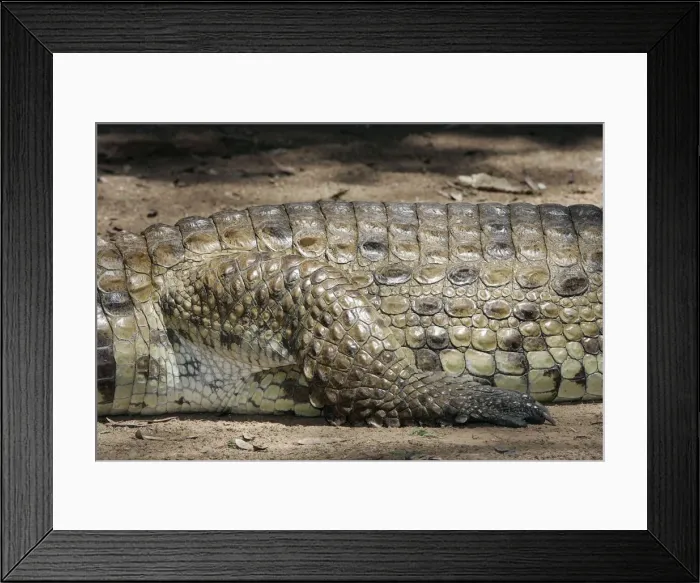 Framed Print : Nile Crocodile - close-up of skin and leg. Maasai Mara National Park - Kenya - Africa Framed Print : Nile Crocodile - close-up of skin and leg. Maasai Mara National Park - Kenya - Africa