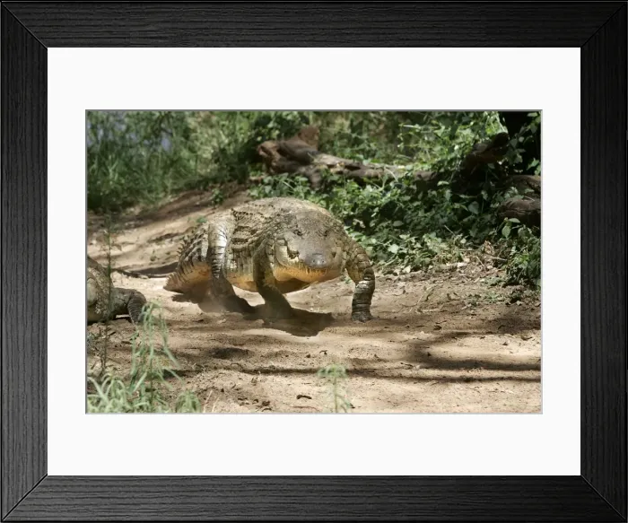 Framed Print : Nile Crocodile - walking. Maasai Mara National Park - Kenya - Africa Framed Print : Nile Crocodile - walking. Maasai Mara National Park - Kenya - Africa