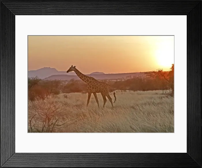 Framed Print : Reticulated Giraffe - at sunset. Samburu National Park - Kenya - Africa Framed Print : Reticulated Giraffe - at sunset. Samburu National Park - Kenya - Africa