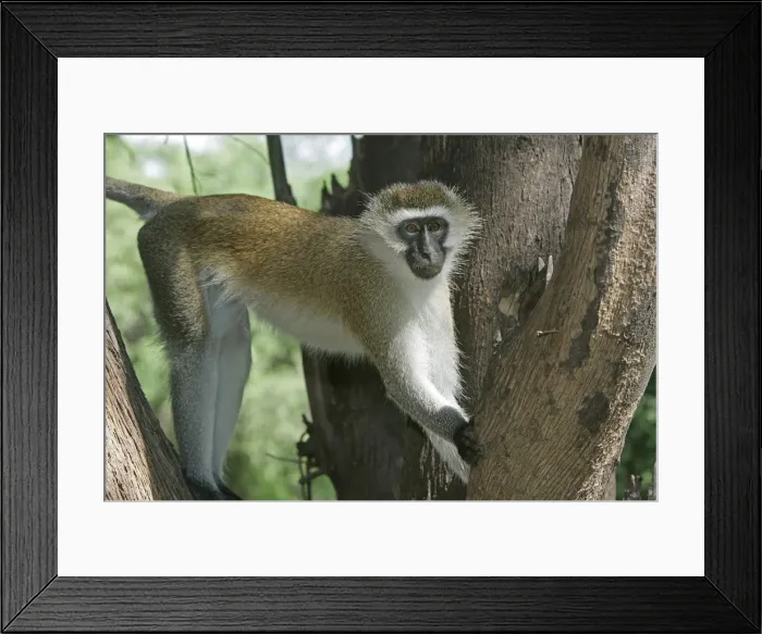 Framed Print : Vervet Monkey - in tree. Maasai Mara National Park - Kenya - Africa Framed Print : Vervet Monkey - in tree. Maasai Mara National Park - Kenya - Africa