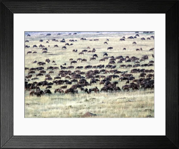 Framed Print : Blue Wildebeest - herd. Maasai Mara National Park - Kenya - Africa Framed Print : Blue Wildebeest - herd. Maasai Mara National Park - Kenya - Africa