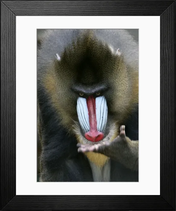 Framed Print : Mandrill - close-up of face Framed Print : Mandrill - close-up of face