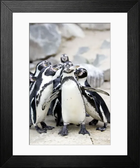 Framed Print : Humboldt penguin - group, one with fish in beak Framed Print : Humboldt penguin - group, one with fish in beak