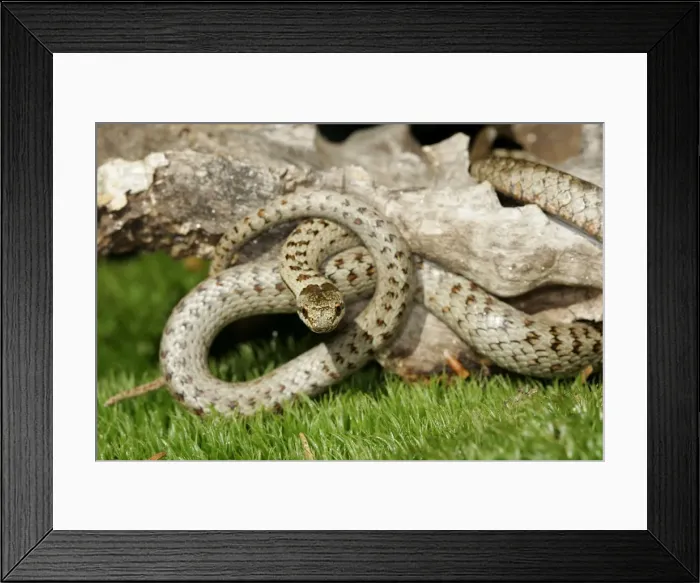 Framed Print : Smooth Snake. Alsace France
