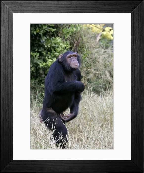 Framed Print : Chimpanzee - walking. Chimfunshi Chimp Reserve - Zambia - Africa Framed Print : Chimpanzee - walking. Chimfunshi Chimp Reserve - Zambia - Africa