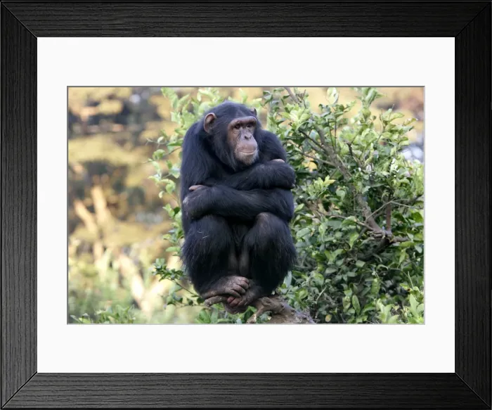 Framed Print : Chimpanzee - perched on branch. Chimfunshi Chimp Reserve - Zambia - Africa