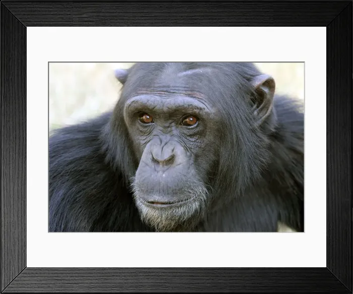 Framed Print : Chimpanzee - close-up of face. Chimfunshi Chimp Reserve - Zambia - Africa Framed Print : Chimpanzee - close-up of face. Chimfunshi Chimp Reserve - Zambia - Africa