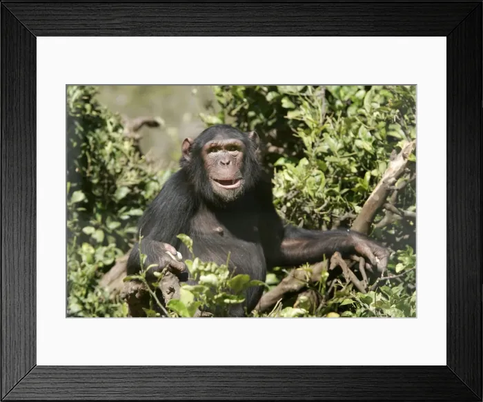 Framed Print : Chimpanzee. Chimfunshi Chimp Reserve - Zambia - Africa Framed Print : Chimpanzee. Chimfunshi Chimp Reserve - Zambia - Africa