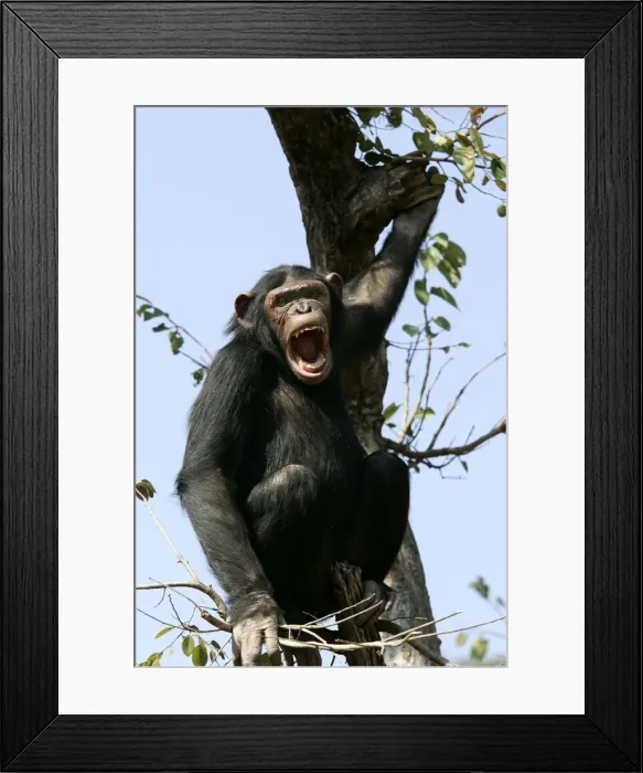Framed Print : Chimpanzee - in tree, calling. Chimfunshi Chimp Reserve - Zambia - Africa Framed Print : Chimpanzee - in tree, calling. Chimfunshi Chimp Reserve - Zambia - Africa