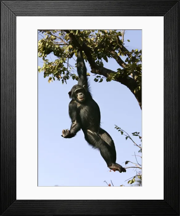 Framed Print : Chimpanzee - hanging from branch. Chimfunshi Chimp Reserve - Zambia - Africa Framed Print : Chimpanzee - hanging from branch. Chimfunshi Chimp Reserve - Zambia - Africa