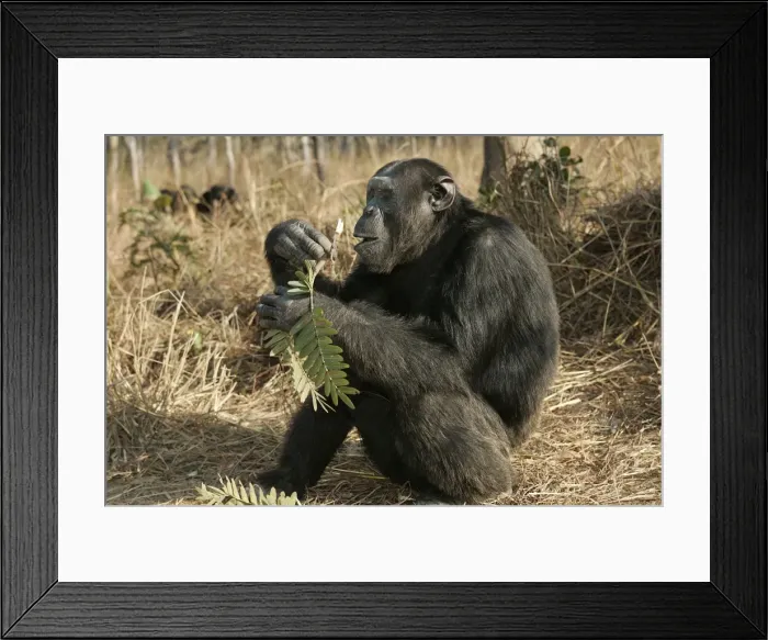 Framed Print : Chimpanzee - sitting & eating. Chimfunshi Chimp Reserve - Zambia - Africa Framed Print : Chimpanzee - sitting & eating. Chimfunshi Chimp Reserve - Zambia - Africa